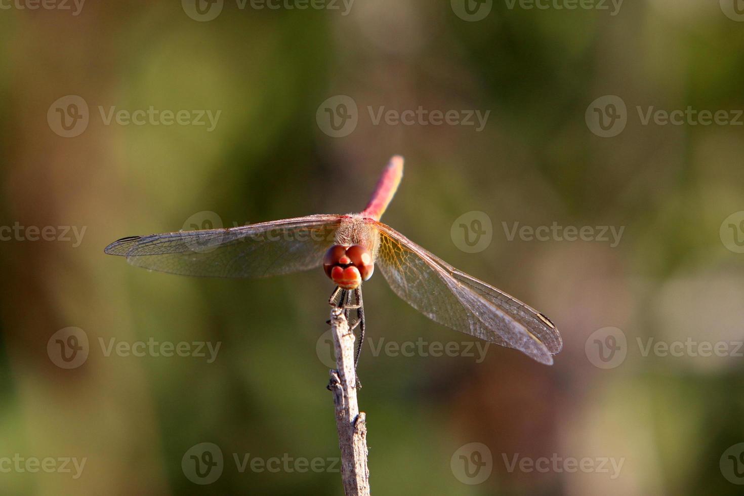 Los insectos son una clase de artrópodos invertebrados. foto