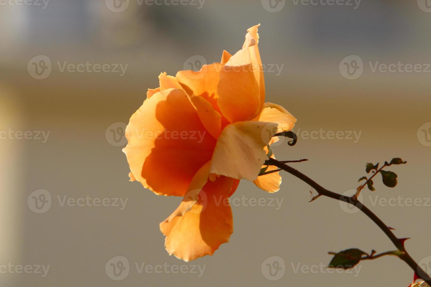 A wild rose blossoms in a city park in northern Israel. photo