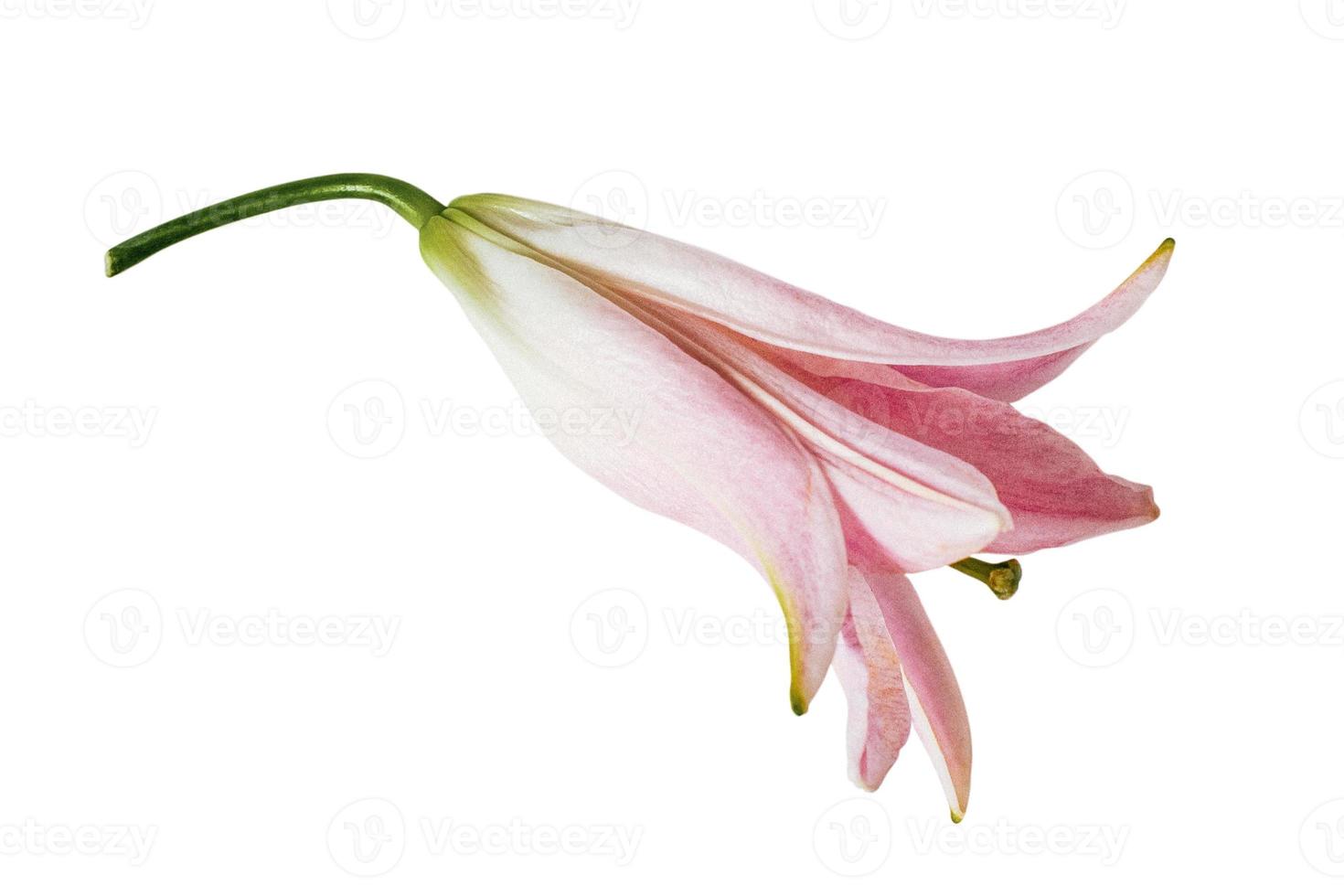 Pink lily flower isolated on white background photo