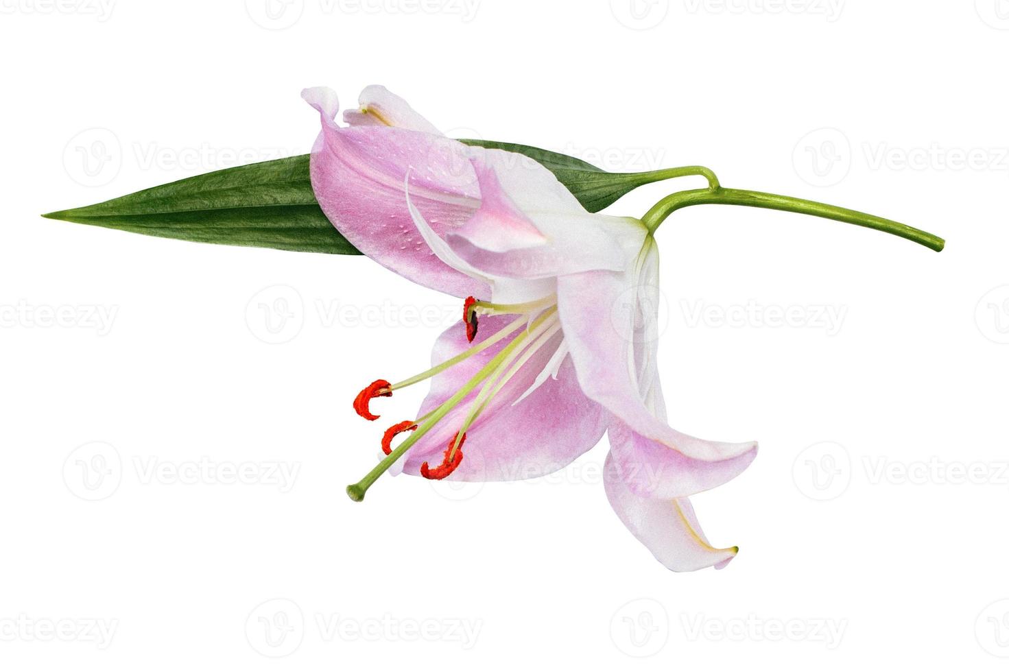 Pink lily flower with green leaf isolated on white background photo