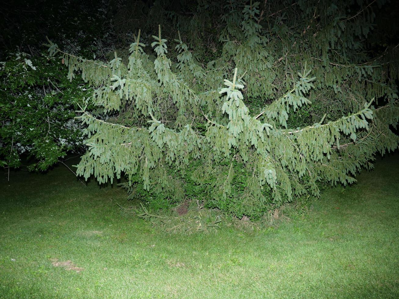 Tree with Bright Flash in Woods photo