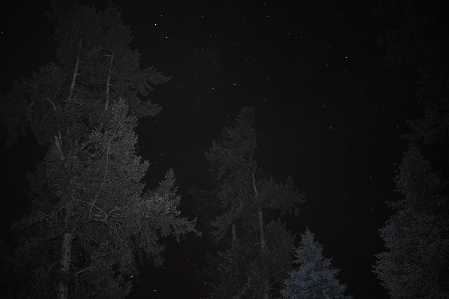 Long Exposure Trees and Stars Night Sky photo