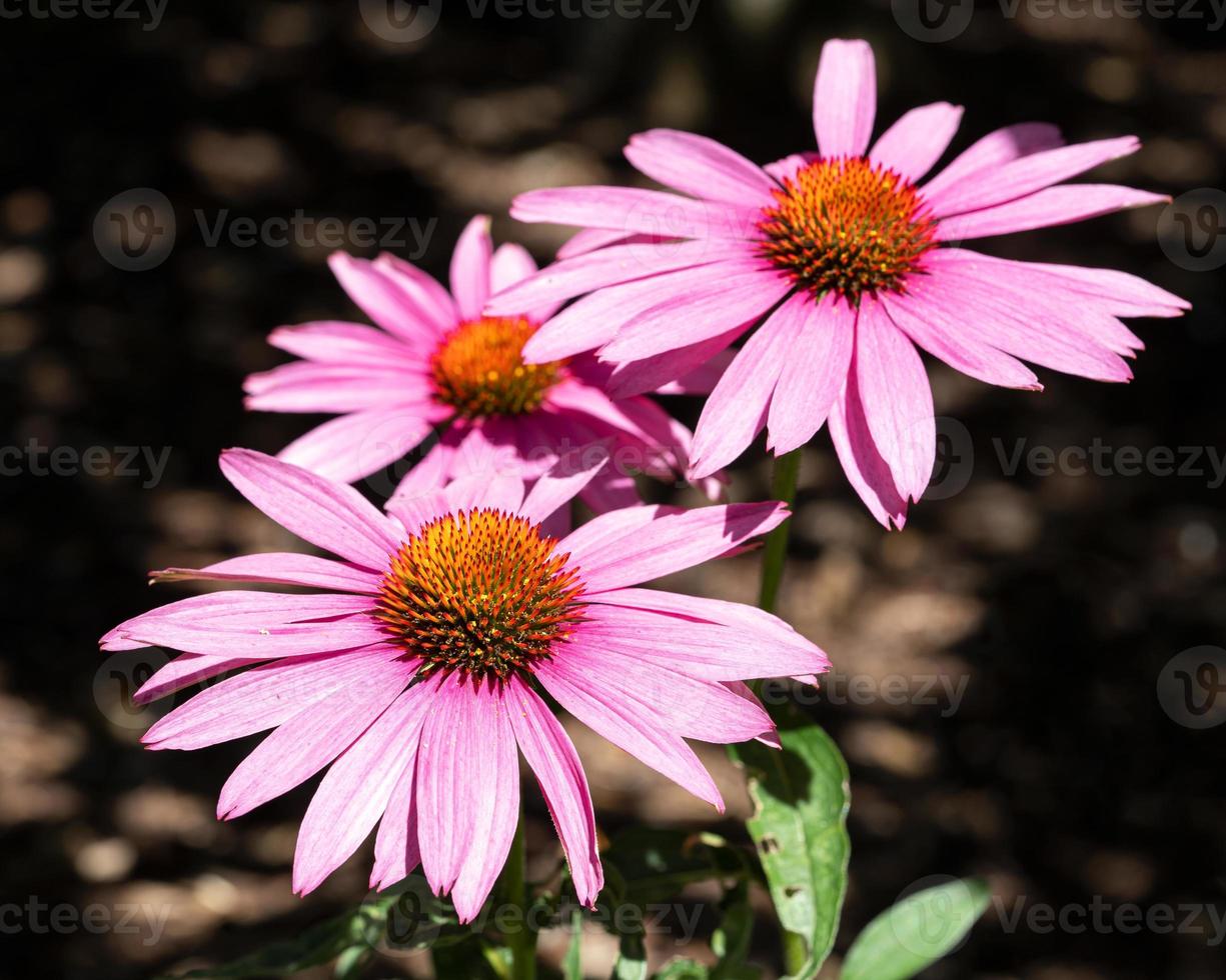 Coneflower, Echinacea purpurea photo