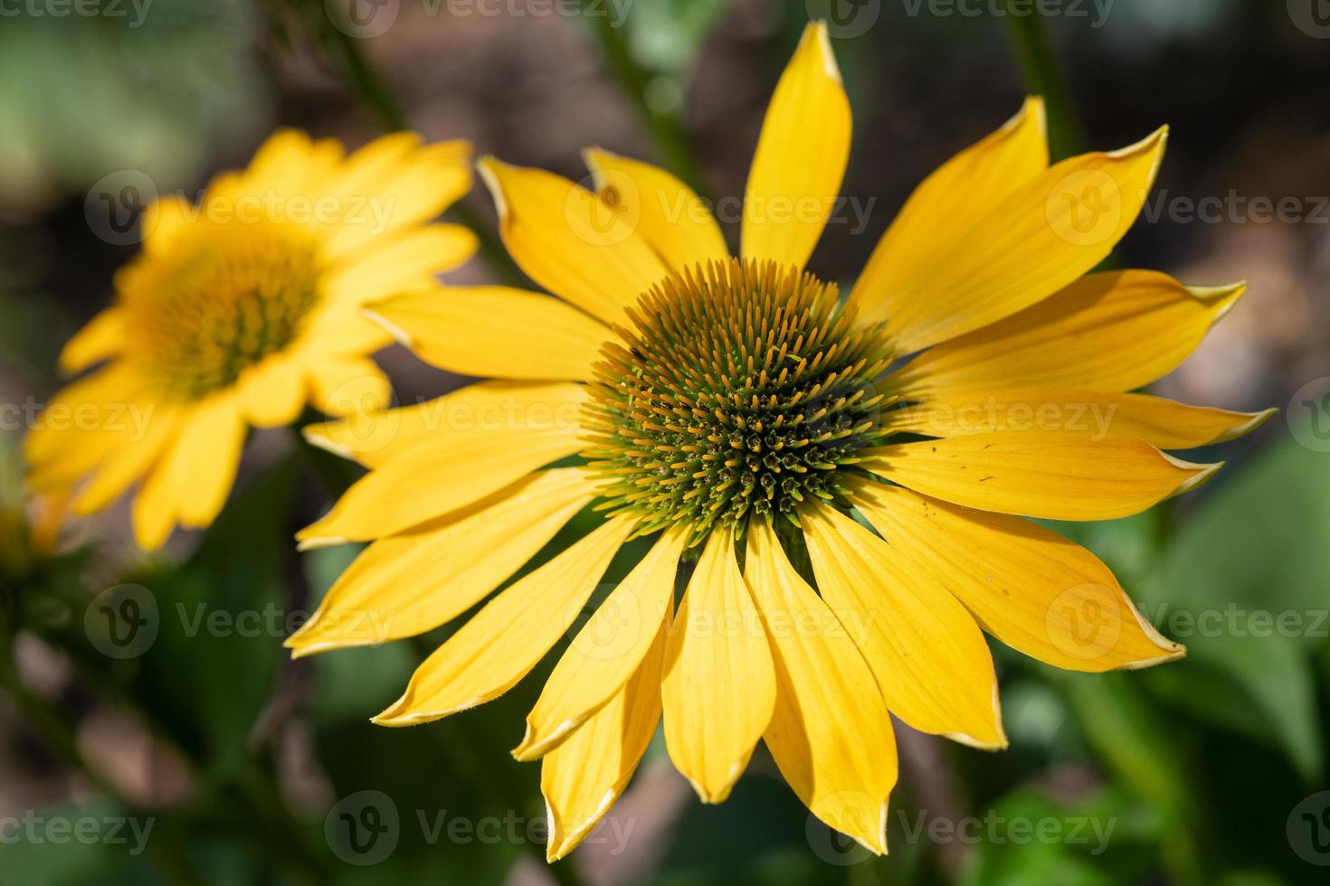 Coneflower, Echinacea purpurea photo