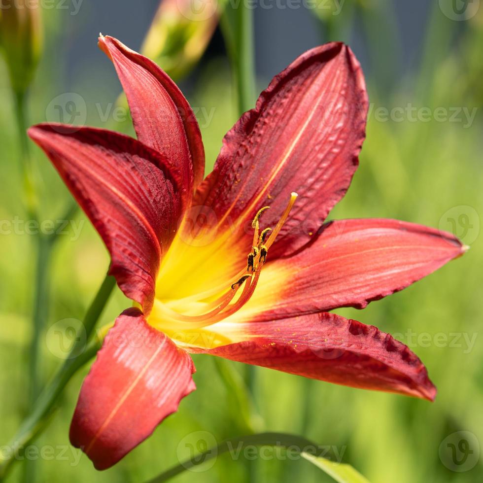 Day lily, Hemerocallis photo