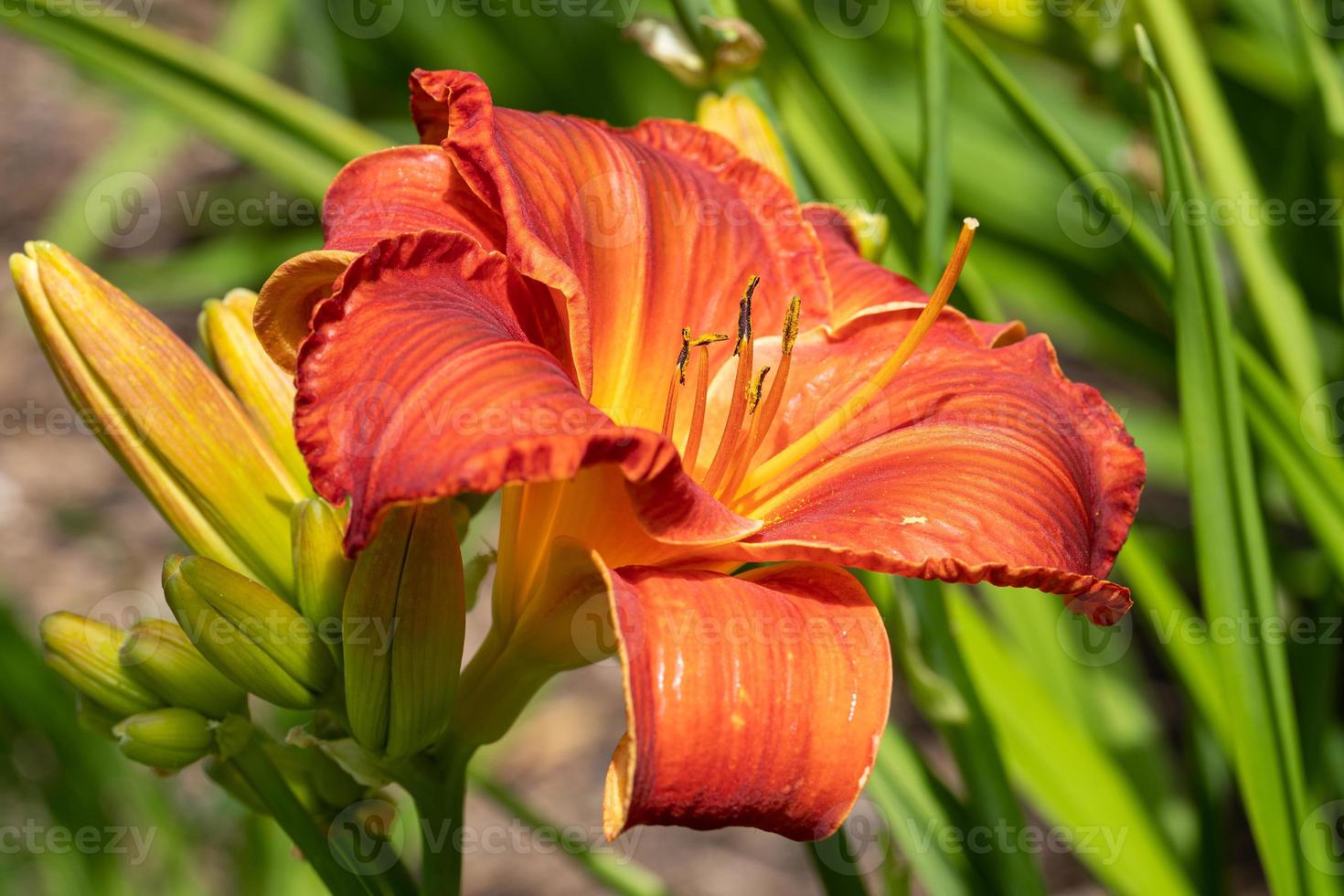 Day lily, Hemerocallis photo