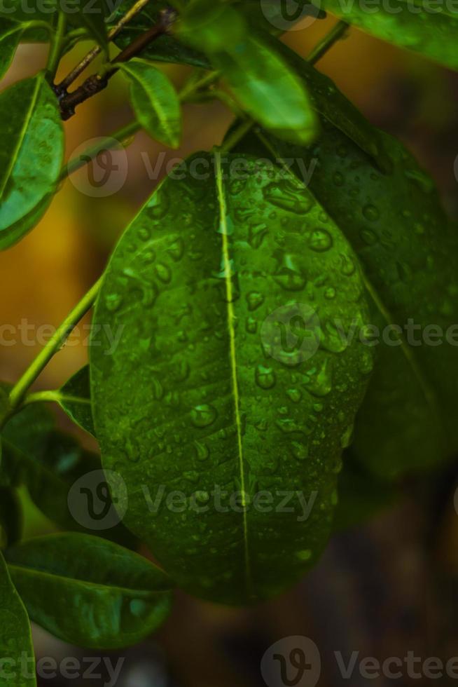 hoja verde con fondo de gota de agua foto