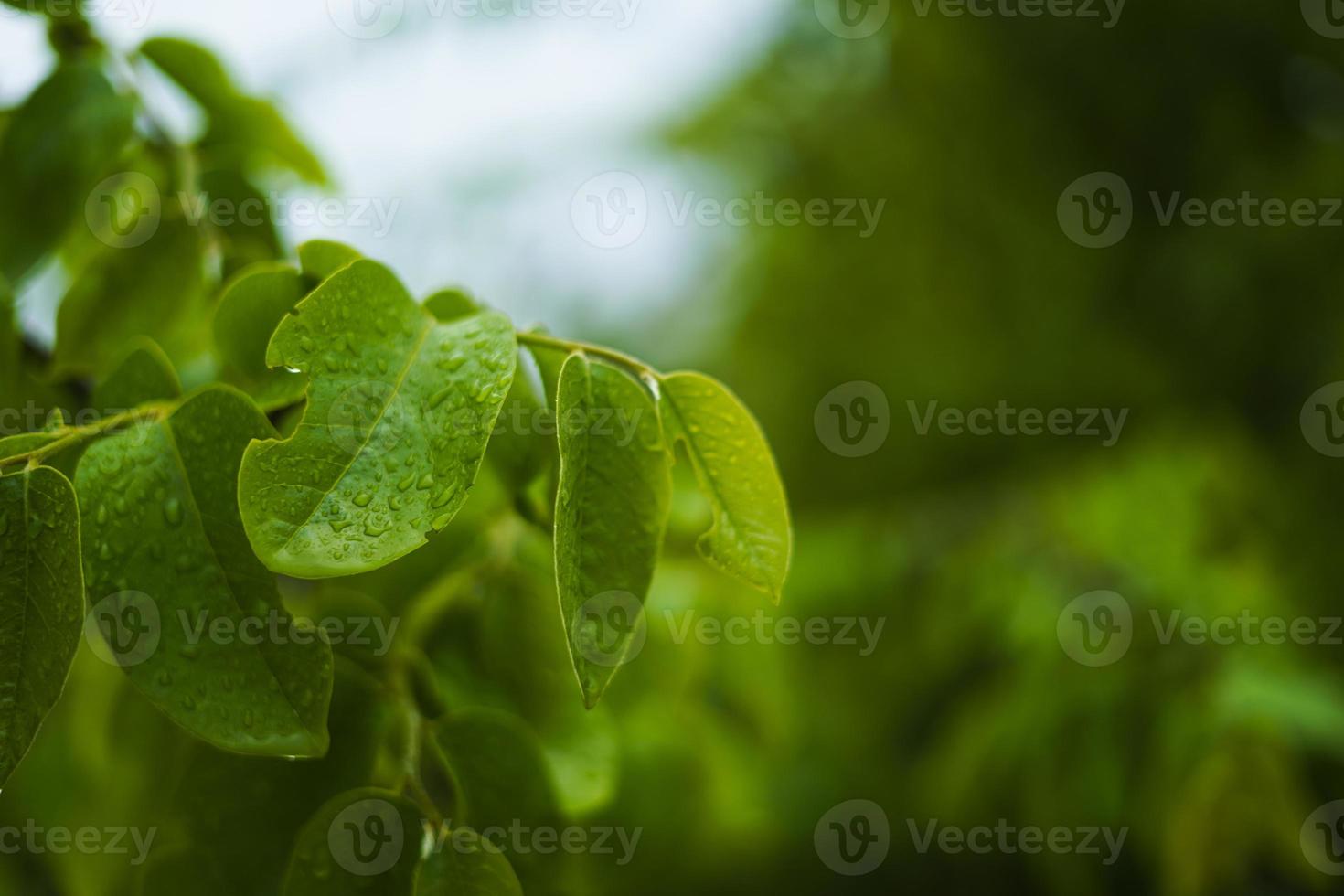 hoja verde con fondo de gota de agua foto