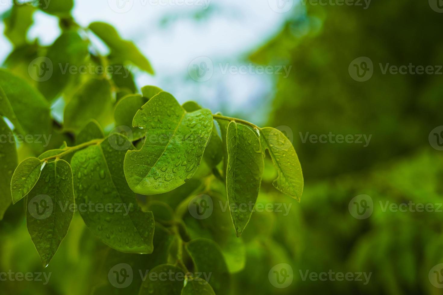 Green leaf with water drop background photo