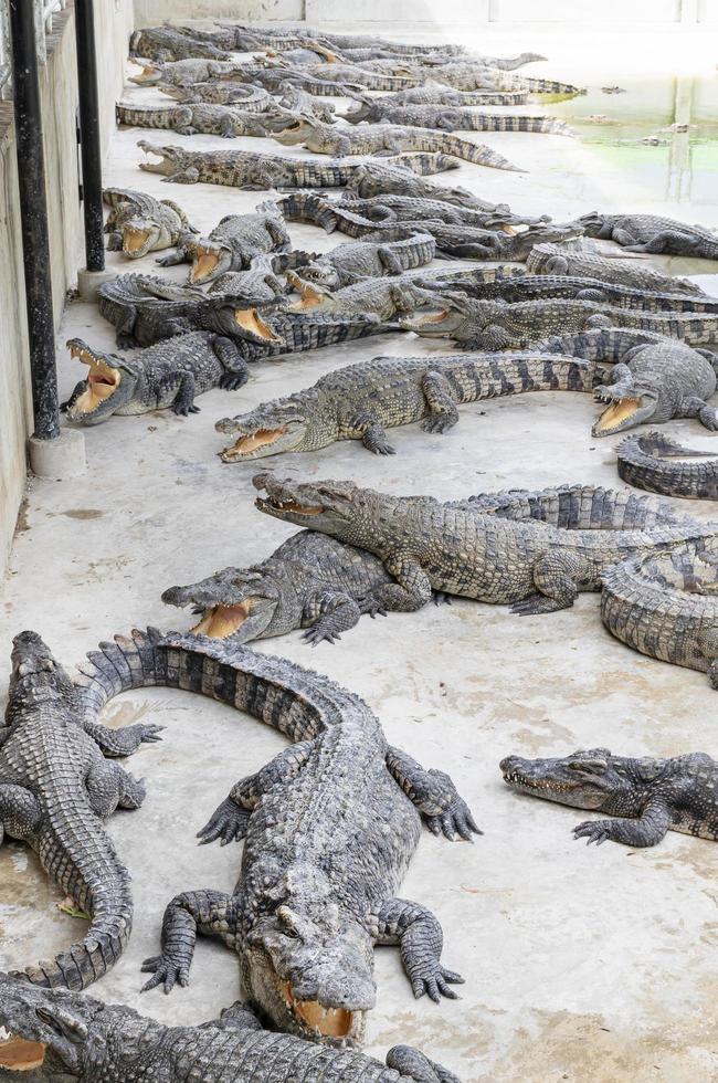 Many crocodiles in the zoo photo