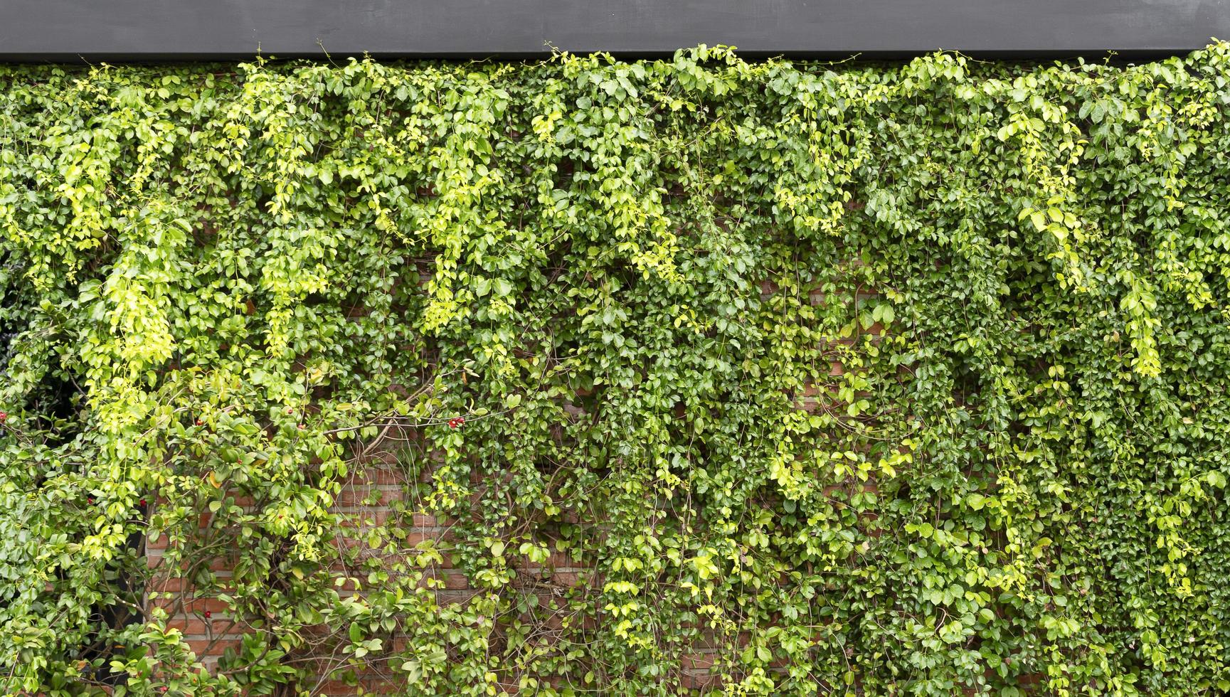 Creeping plant on brick wall background photo