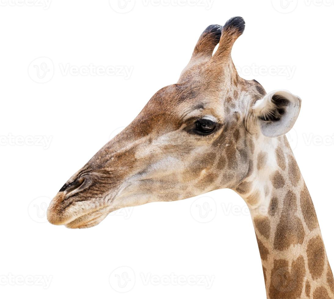 Giraffe head isolated on white background with clipping path photo