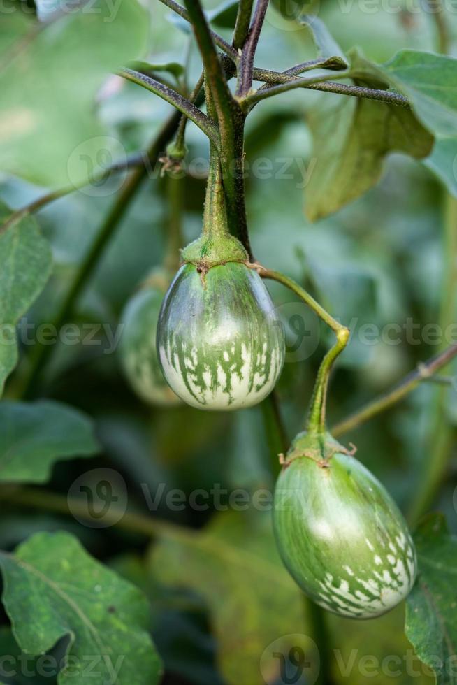 Green eggplant plants in a greenhouse with high technology photo