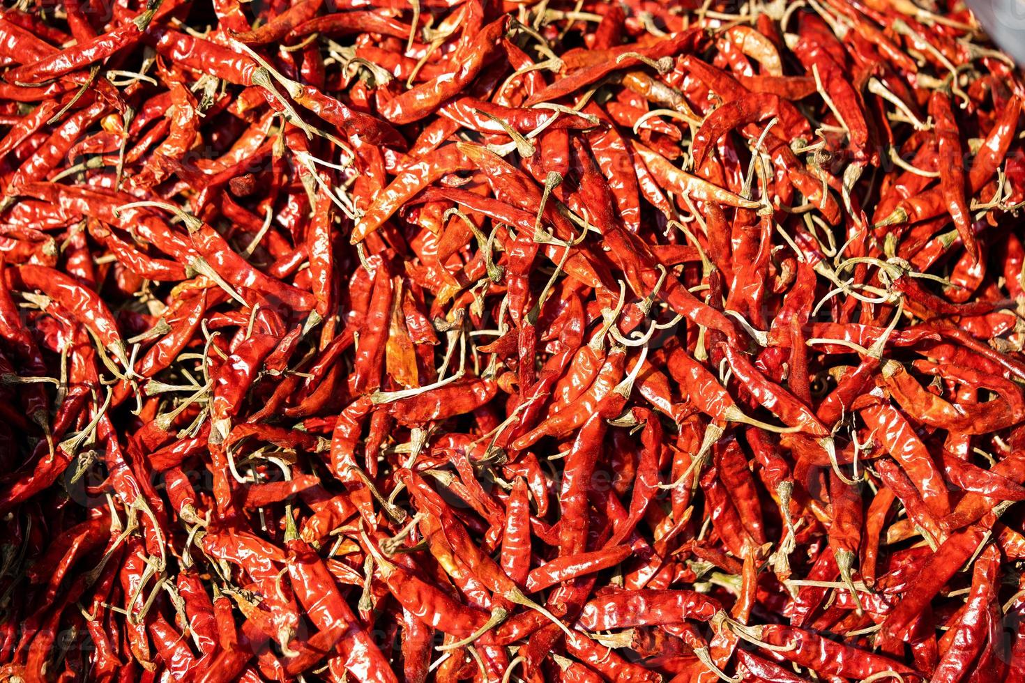 Lot of dried chili as a food background. photo