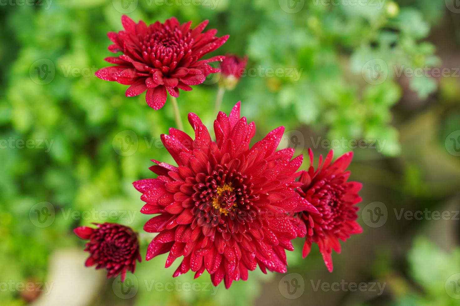 Dahlia flower, mature and magnificent closeup. photo