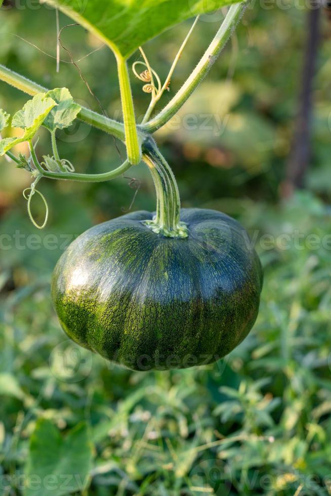 calabaza verde que crece en el jardín orgánico foto