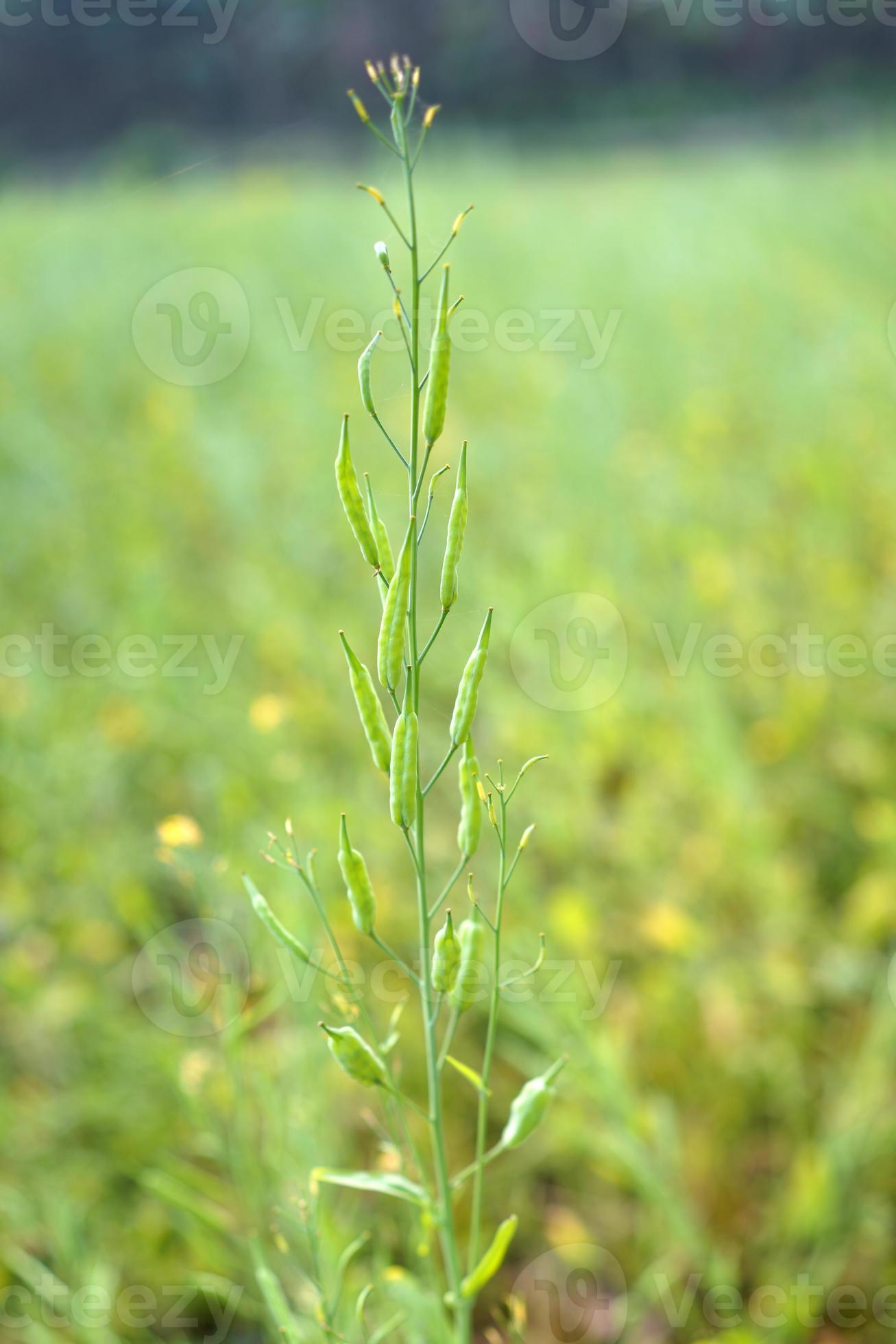 Green mustard pods growing at agriculture field 17021158 Stock Photo at