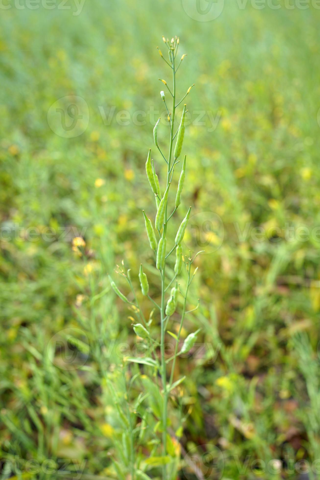 Green mustard pods growing at agriculture field 17021160 Stock Photo at