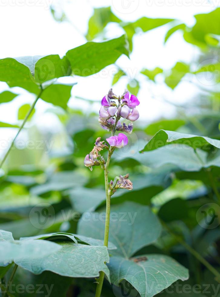 Close up pink color lima bean flower and green, Beautiful hyacinth bean vegetable plant lima bean flower in the field on background. photo