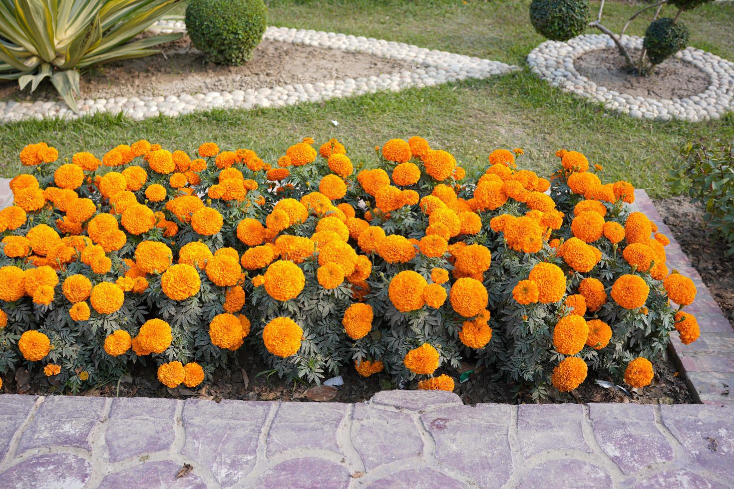 Beautiful yellow marigold in the garden. photo