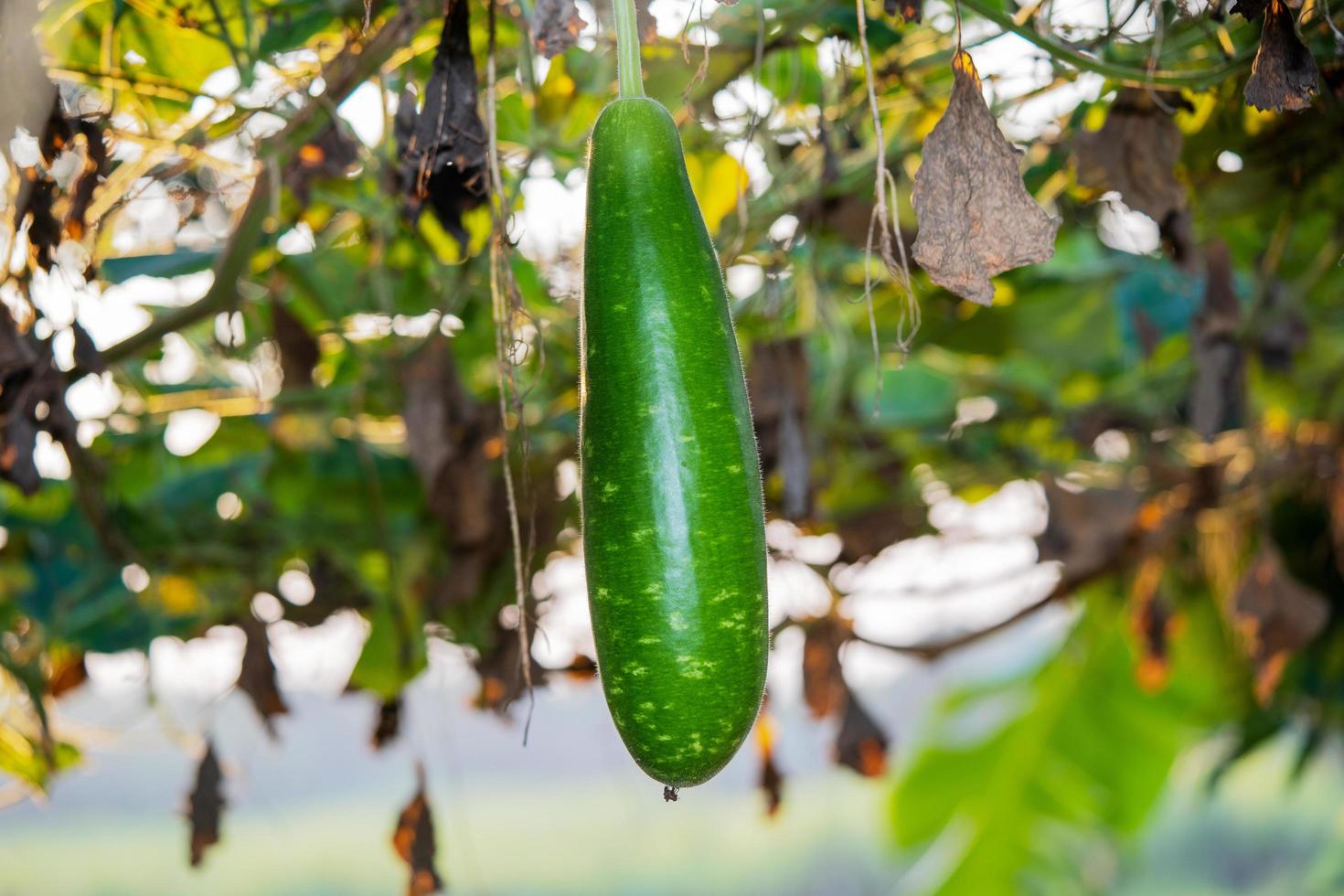 fruit from vegetable garden. photo