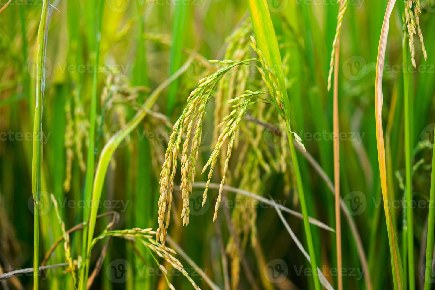 preparar arroz con cáscara o arroz después de cortarlo en el campo para venderlo en el mercado de arroz. cultivo de arroz foto