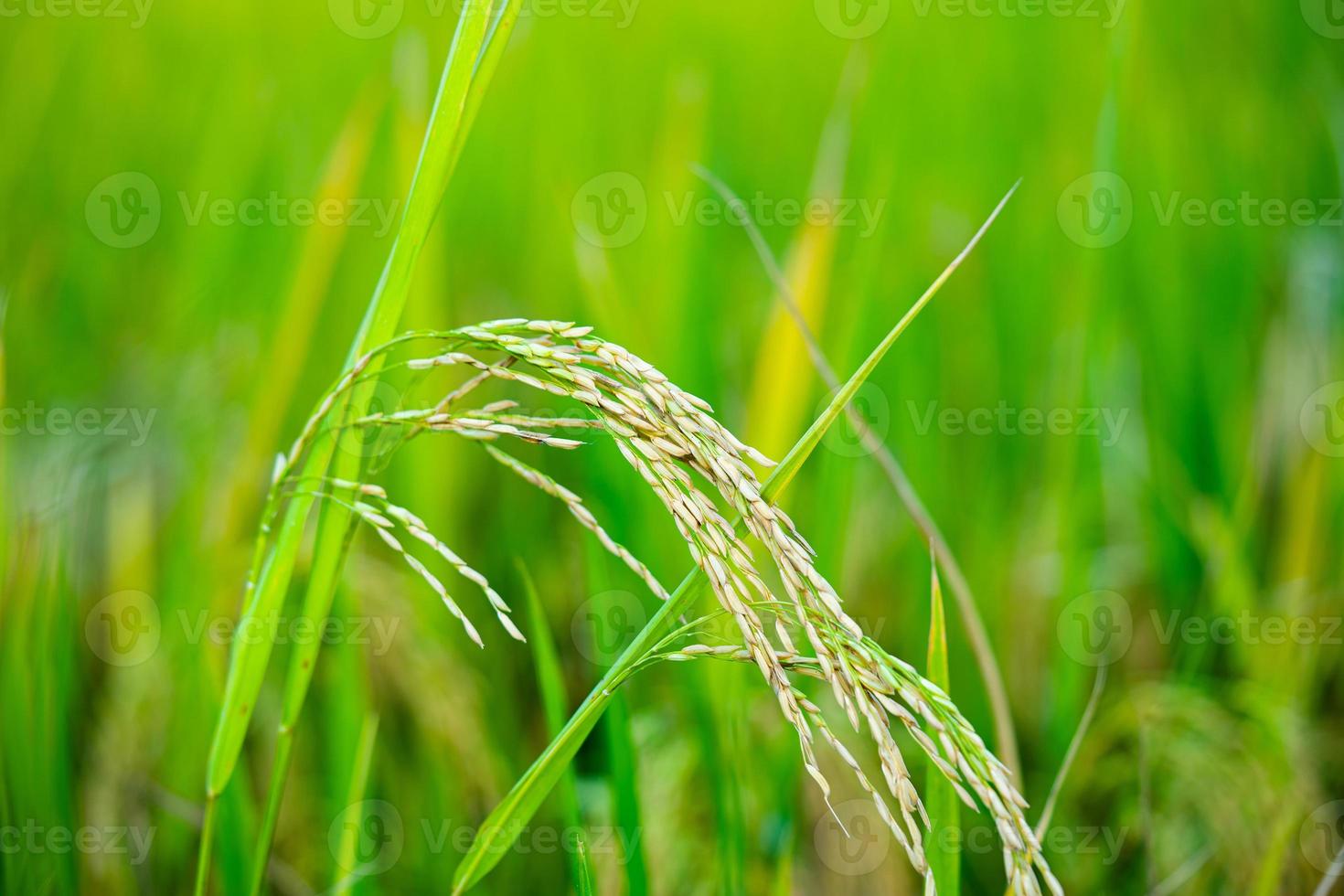 preparar arroz con cáscara o arroz después de cortarlo en el campo para venderlo en el mercado de arroz. cultivo de arroz foto