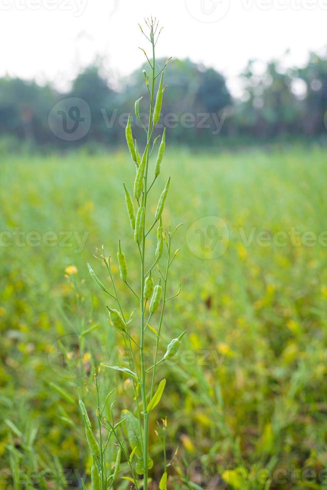 Green mustard pods growing at agriculture field 17021204 Stock Photo at