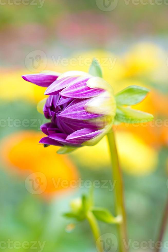 flor de dalia, primer plano maduro y magnífico. foto