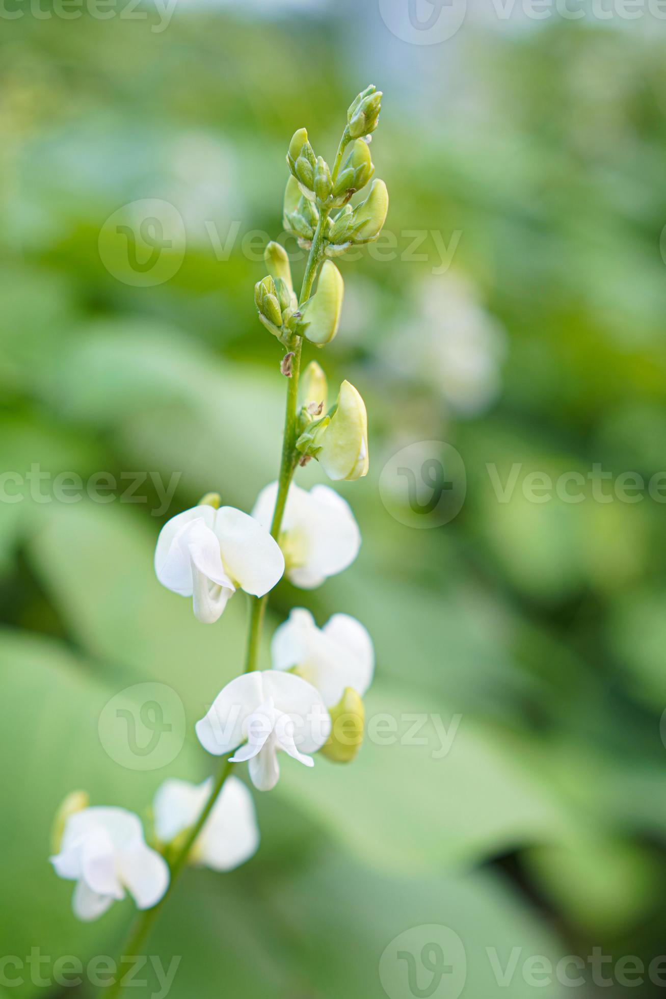 The Amazing Impact Of Worms On Lima Bean Growth - uooi54v