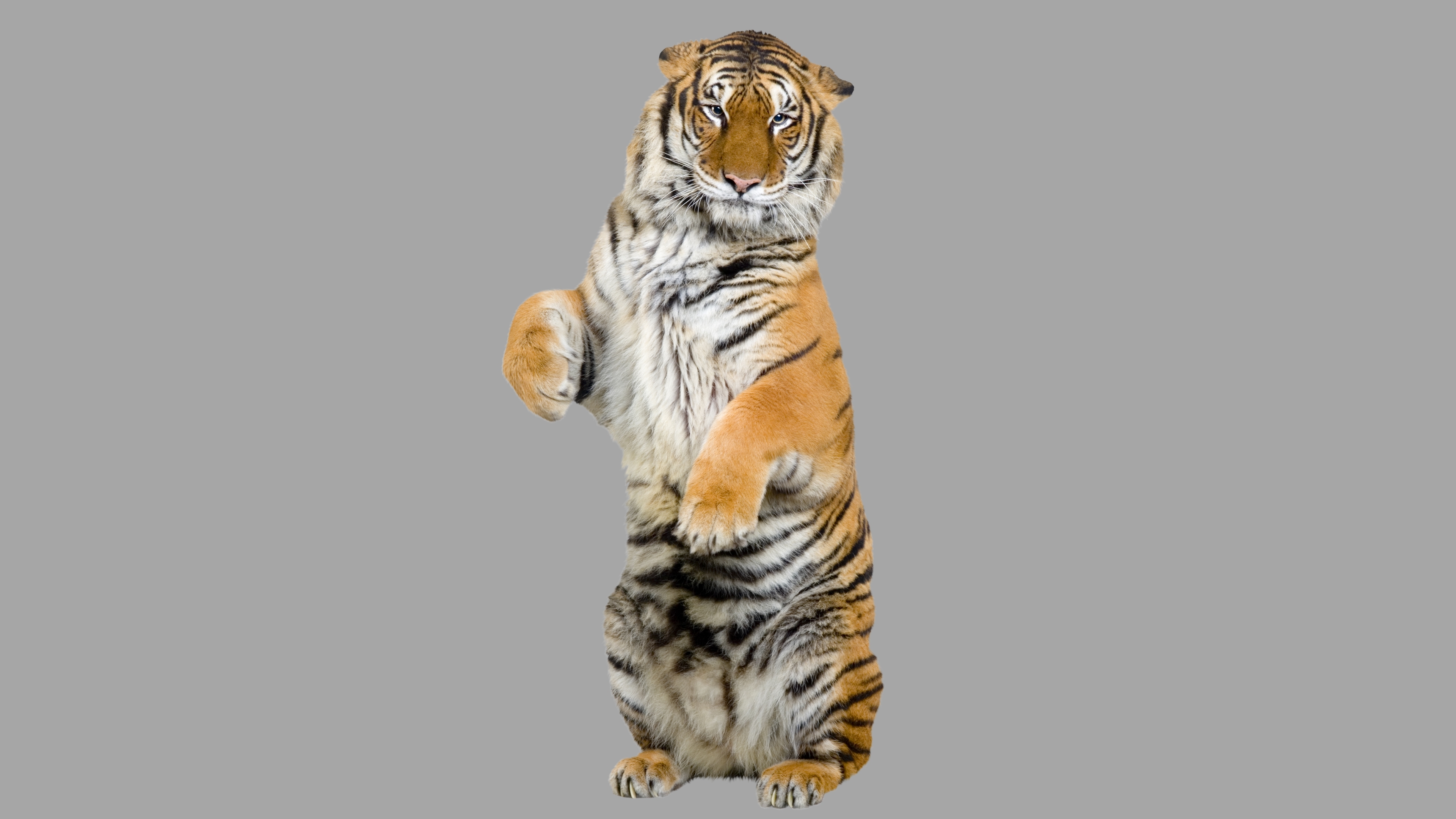 Tiger Stock Photos, Images and Backgrounds for Free Download