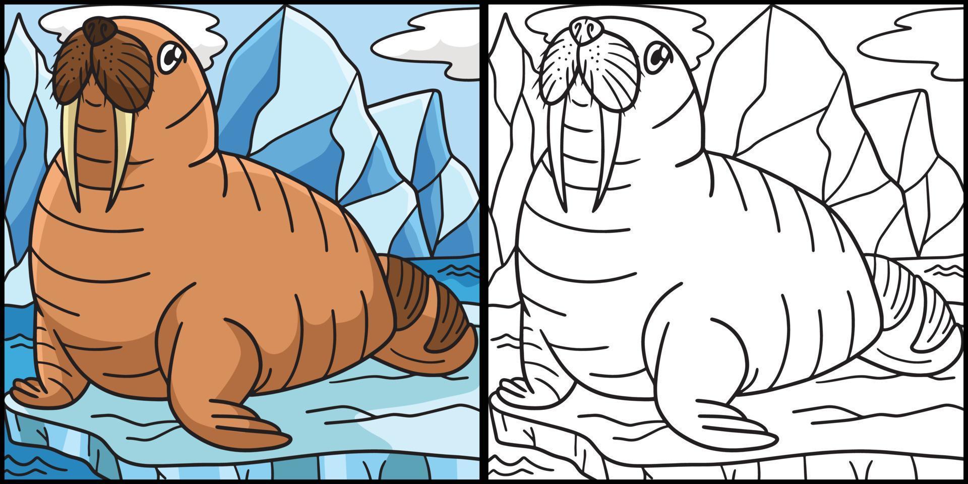 Walrus Coloring Page Colored Illustration 17022847 Vector Art at Vecteezy
