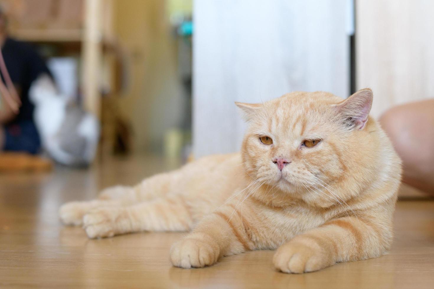 portrait of cute cat laying on the floor. selective focus point photo