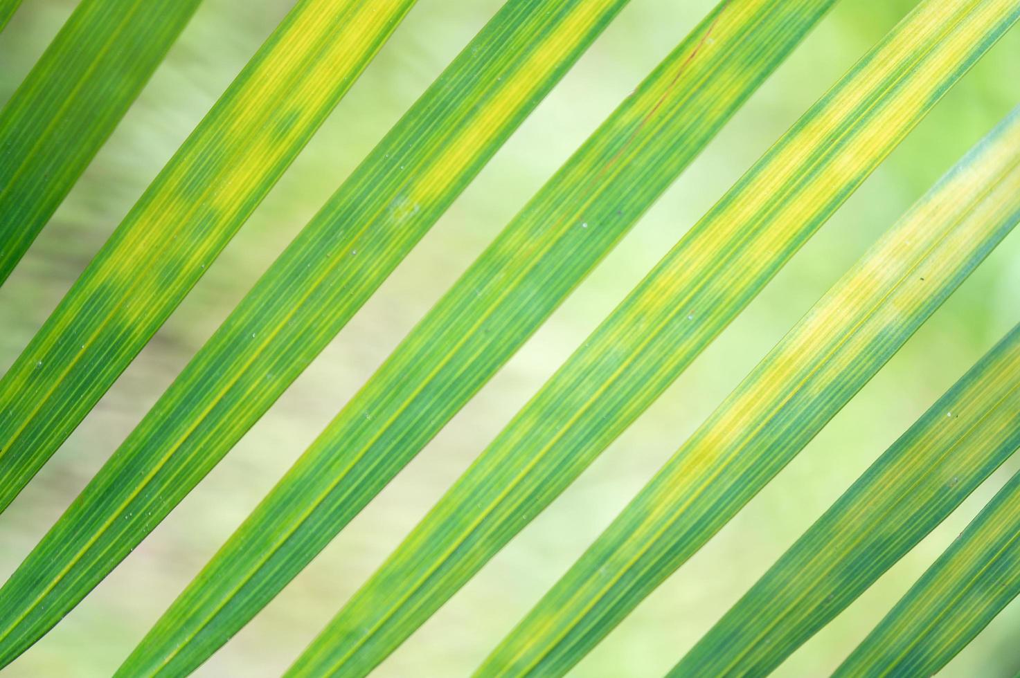 abstract stunning green leaf texture, tropical leaf foliage nature green background photo