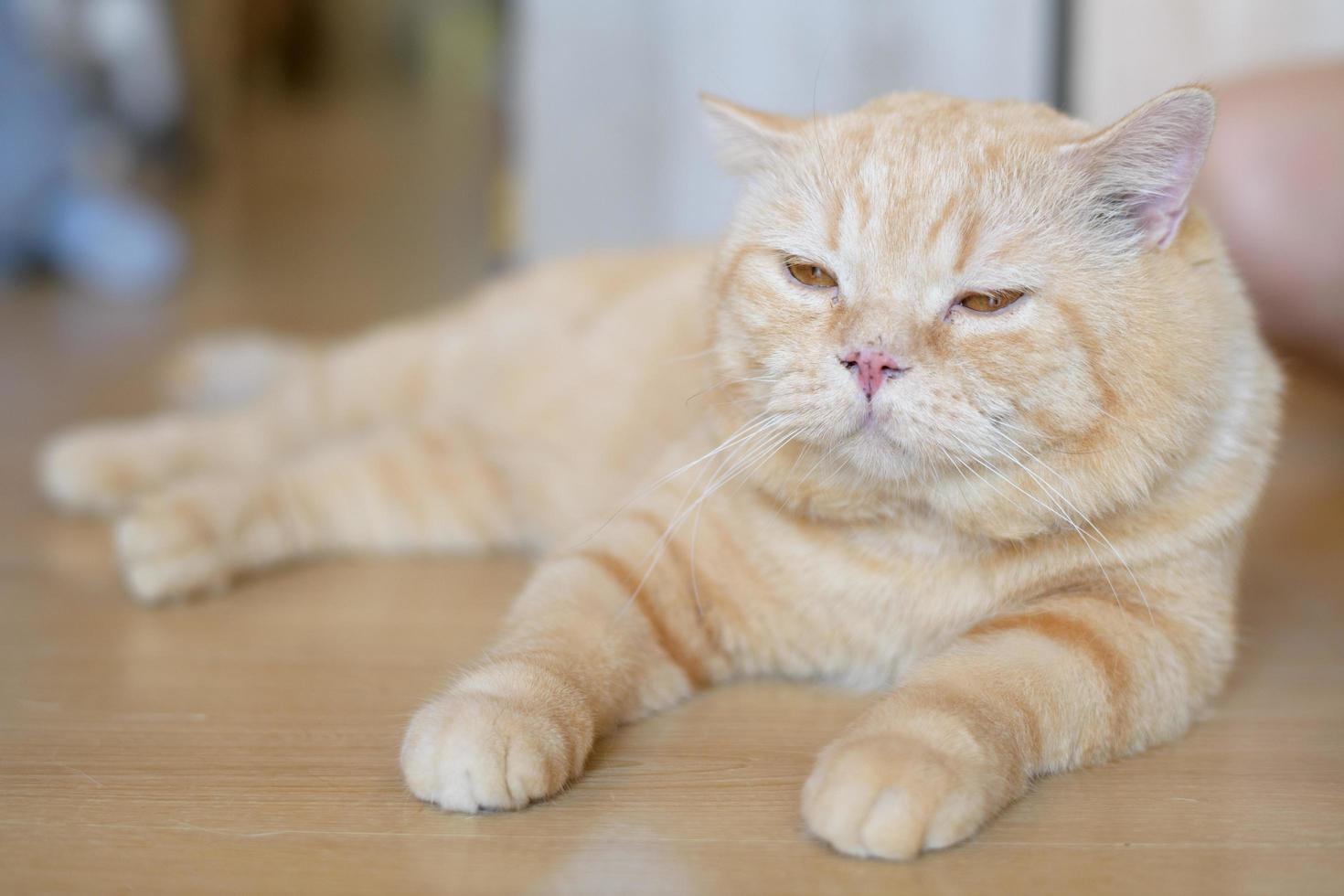 portrait of cute cat laying on the floor. selective focus point photo