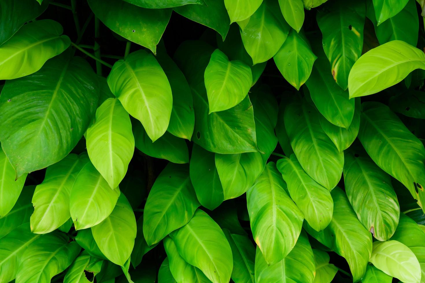 textura de hoja verde impresionante abstracta, naturaleza de follaje de hoja tropical fondo verde oscuro foto