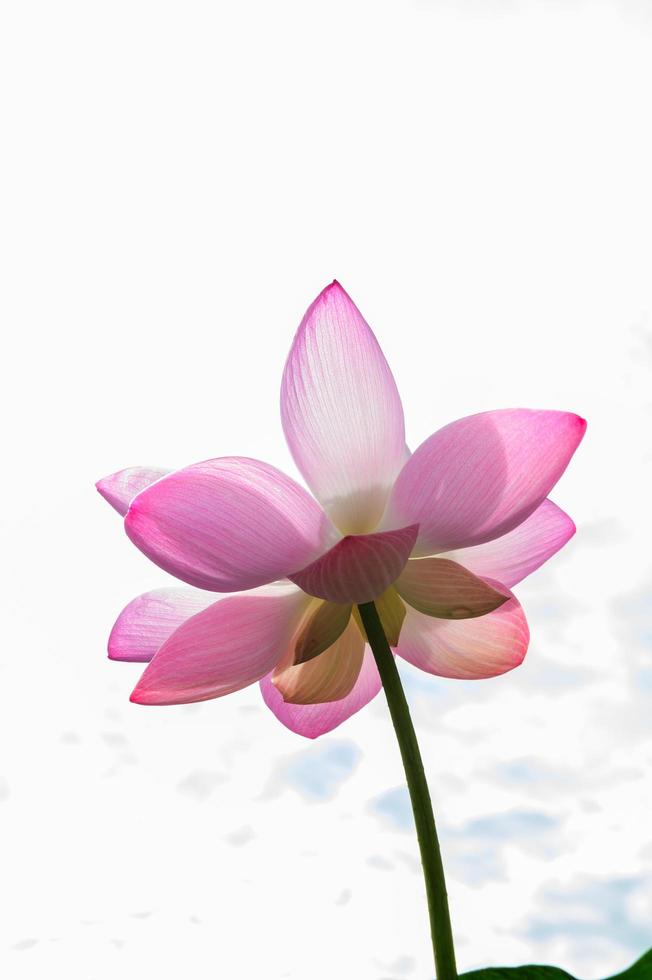 flor de loto en el estanque con una hermosa luz en la mañana foto