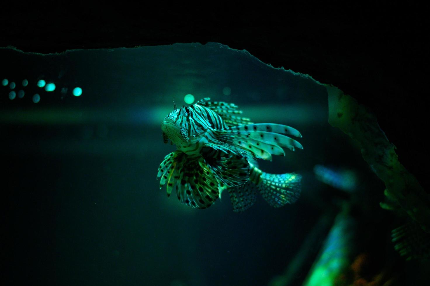 Underwater world. Lionfish fish in an aquarium photo