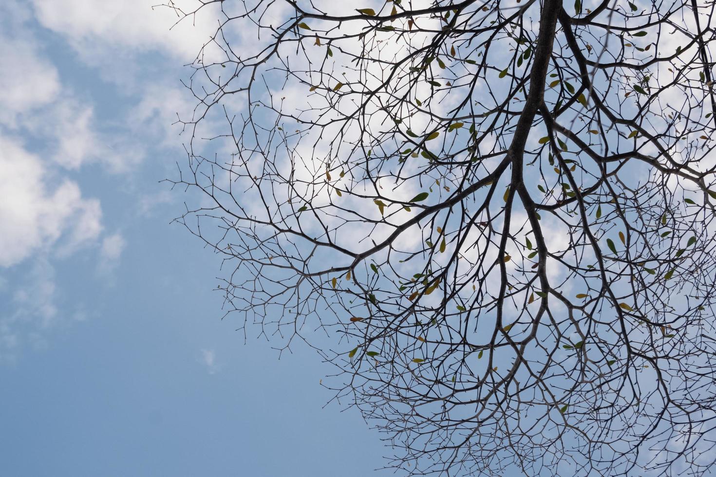 under exposure branches isolated on a clear white sky. dry tree branches due to the dry season photo