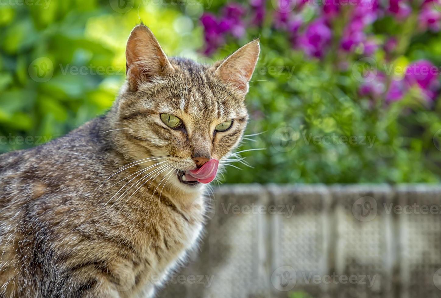 wildcat with tongue after delicious eats. Close up photo