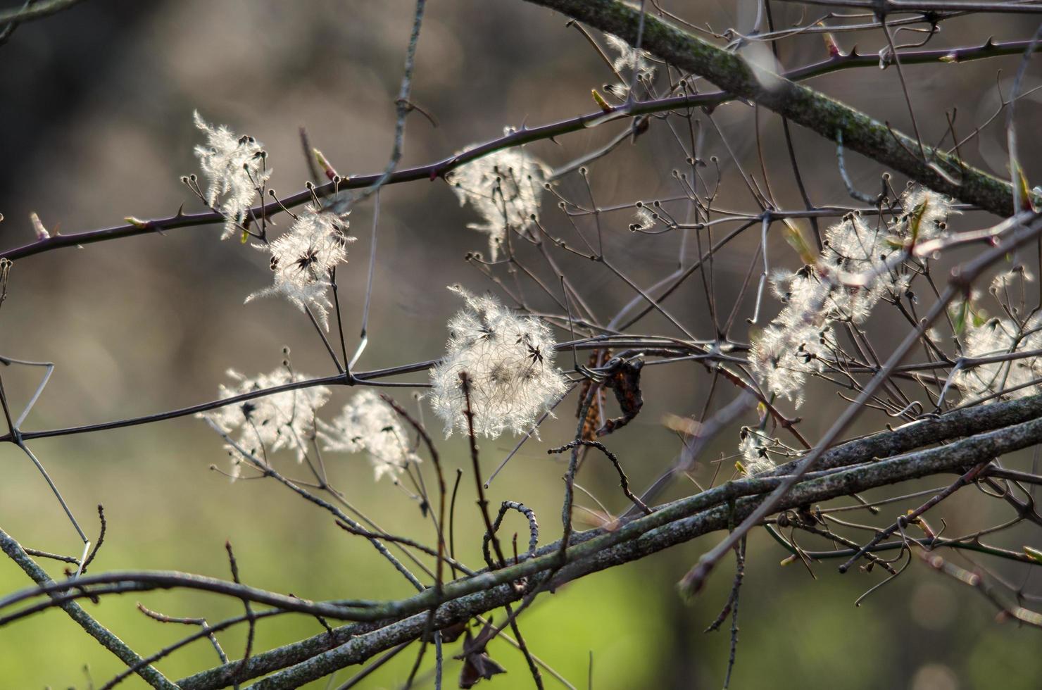 soft blooms in the spring photo