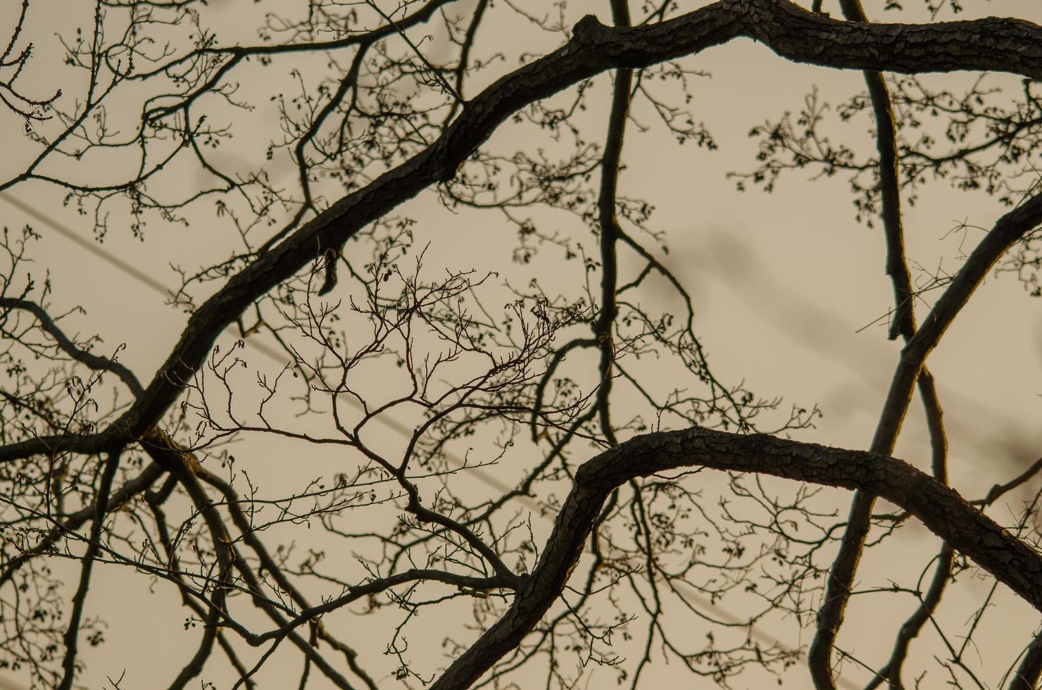 branches in winter photo