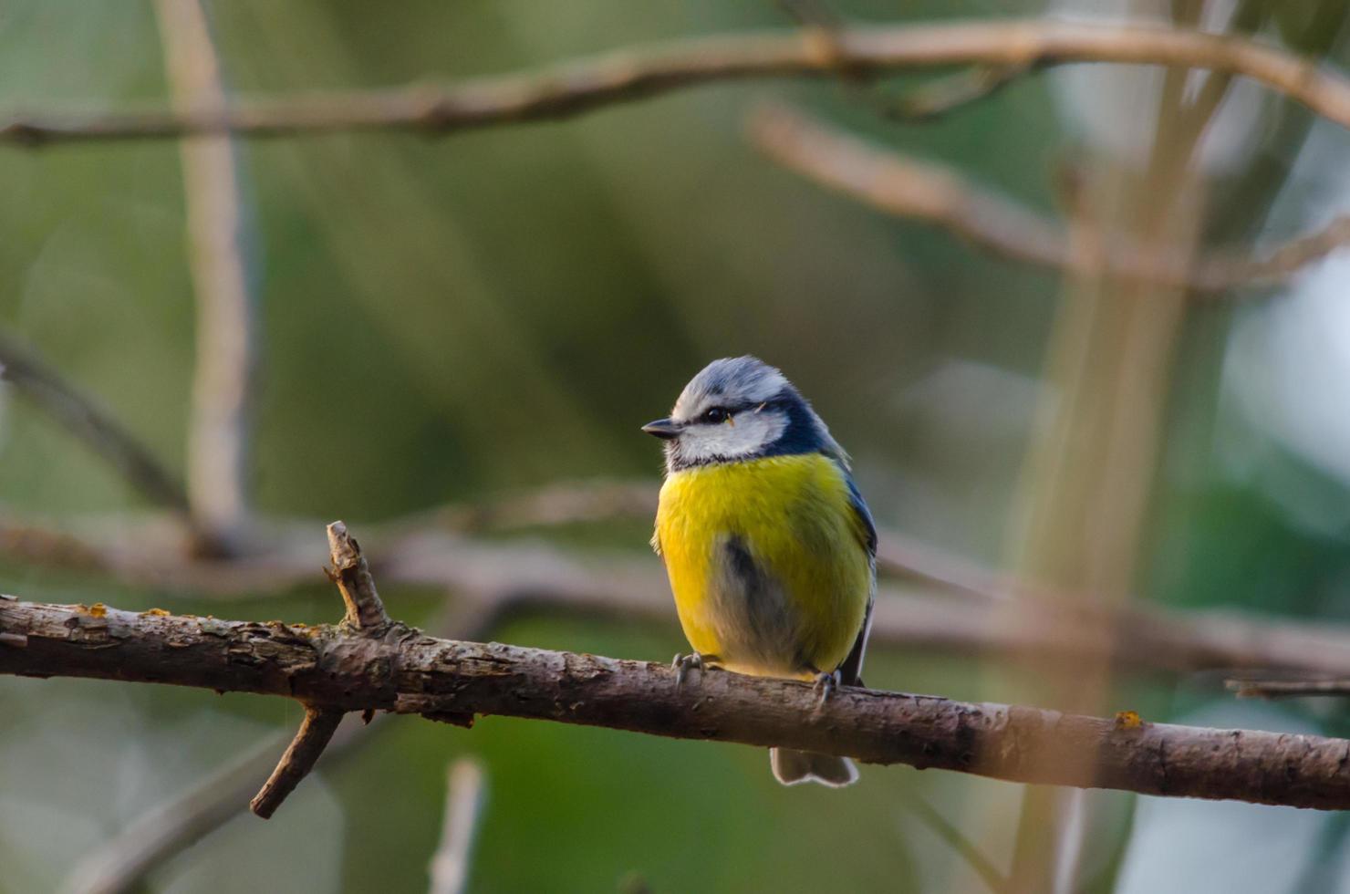 bluetit on branch photo