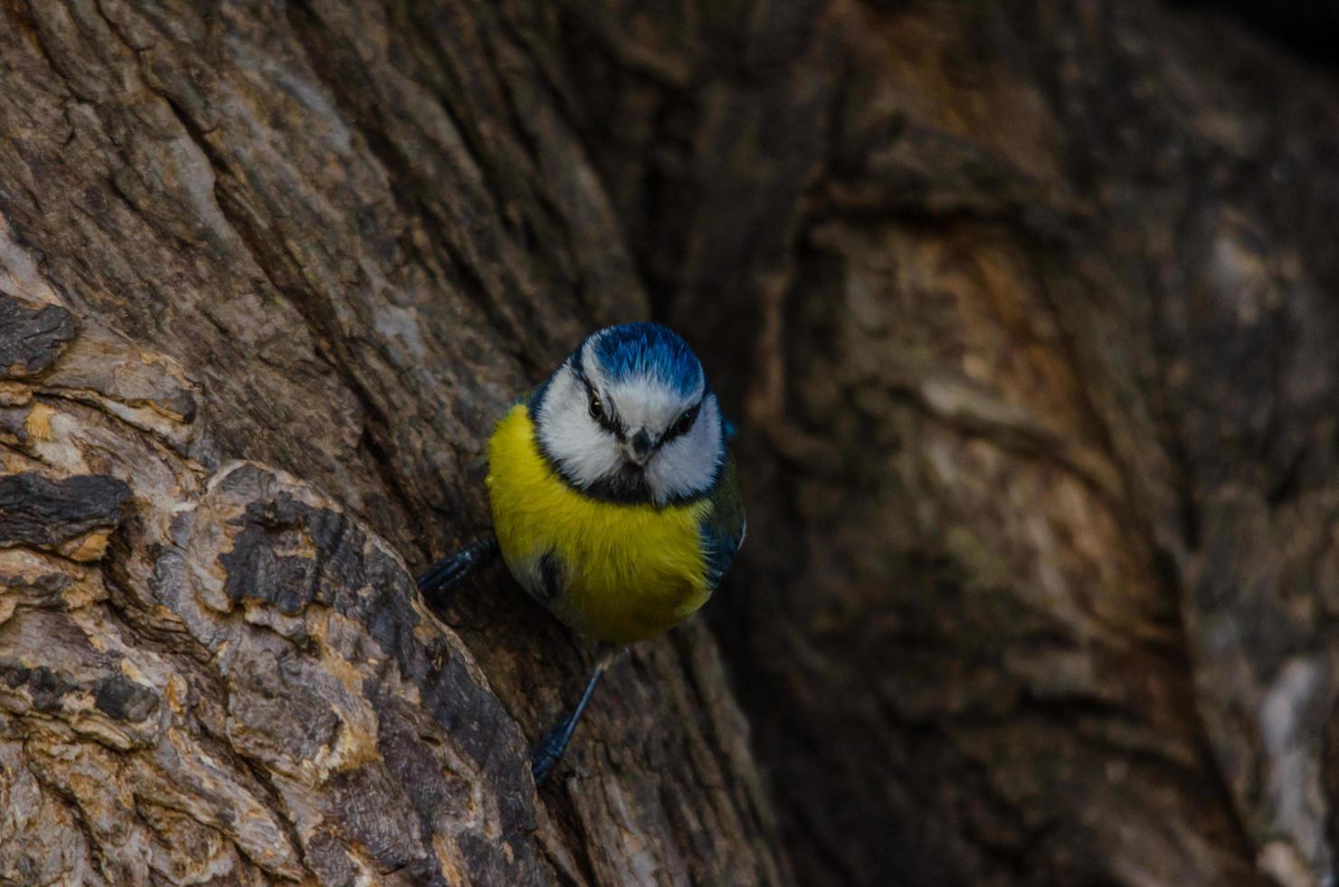 bluetit on a bark of tree photo