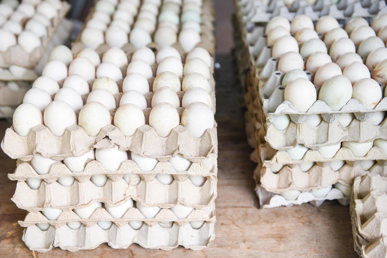 producir huevos en la granja orgánicos - huevos frescos caja de huevos de pato blanco foto