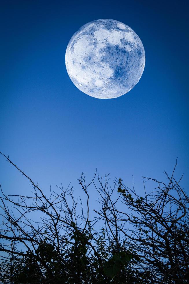 luna llena cielo azul crepúsculo silueta ramas de acacia árbol de espinas en el paisaje nocturno foto