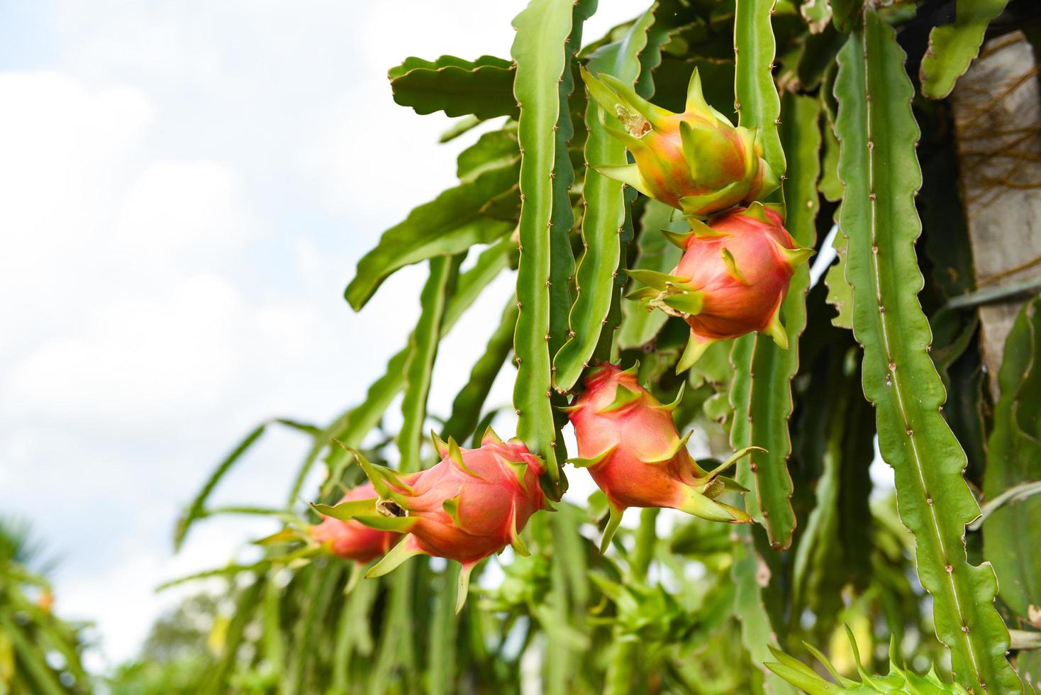 Dragon fruit on tree plant - ripe dragon fruit garden the product agriculture waiting for harvest on mountain in Thailand Asian , pitaya or pitahaya photo
