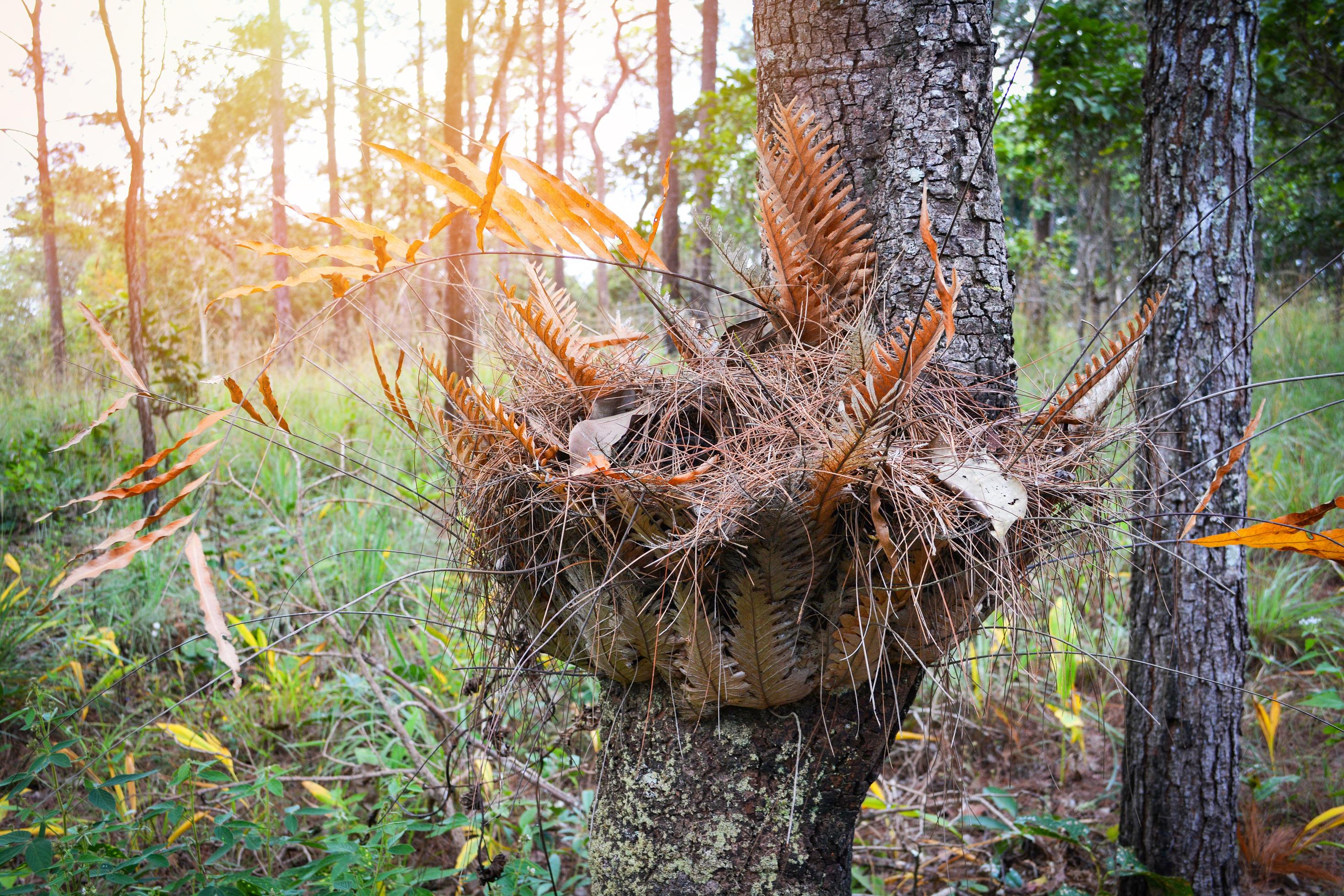 Bird nest fern and dry leaves on tree in the summer natural forest