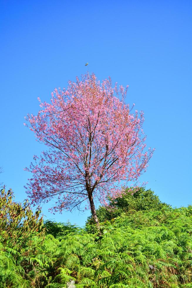 Pink tree of Wild Himalayan Cherry blossom or thai sakura flower tree landscape mountain hill photo