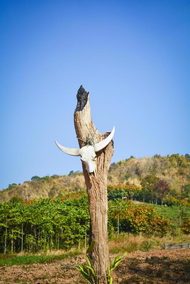 búfalo de cráneo animal o cráneo de vaca colgado en el poste de madera en tierra seca foto